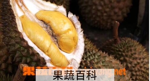 果蔬百科榴莲籽