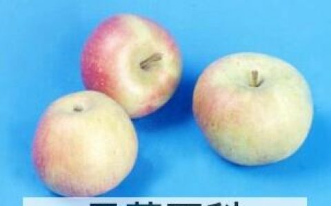 国光苹果的口感及营养 国光苹果的功效与作用