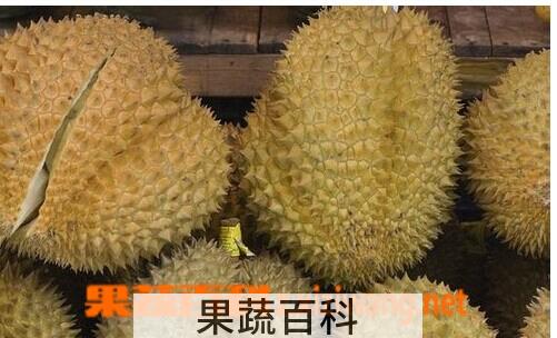果蔬百科榴莲