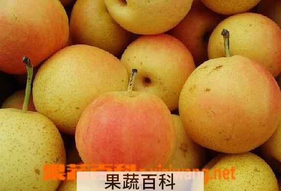 果蔬百科南果梨