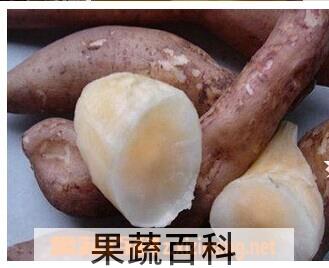 果蔬百科雪莲果