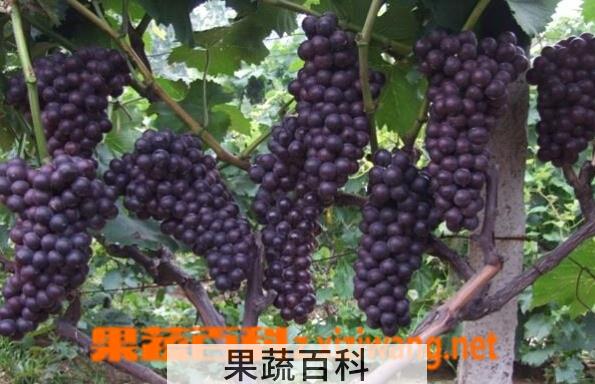 果蔬百科玫瑰香