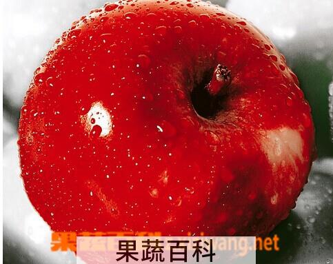 果蔬百科富士苹果