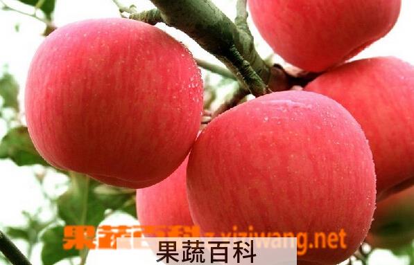 果蔬百科烟台苹果