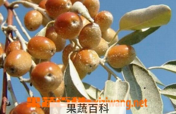 果蔬百科沙枣