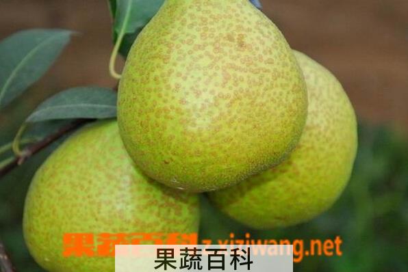 果蔬百科莱阳梨