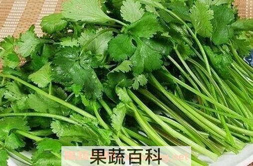 吃香菜的副作用 