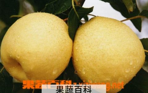 砀山梨的功效与作用禁忌 砀山梨的功效与作用是什么