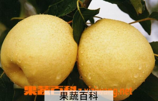果蔬百科砀山梨