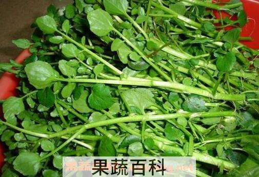 豆瓣菜的功效与作用