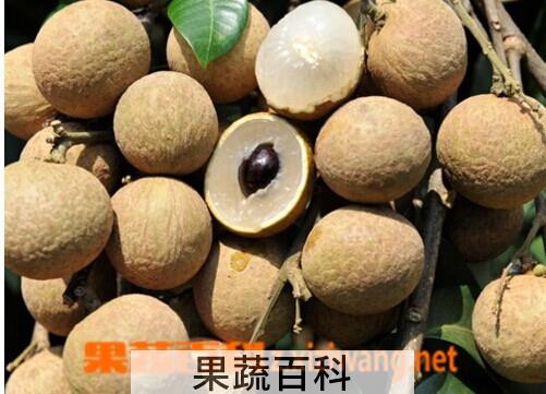 果蔬百科龙眼