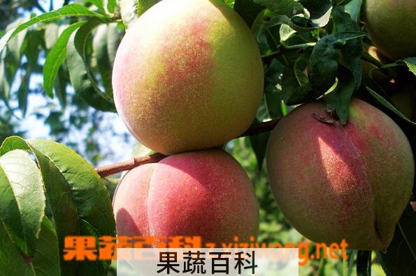 果蔬百科肥城桃