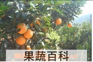 果蔬百科奉节晚橙