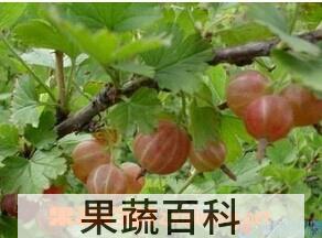 果蔬百科茶藨子科
