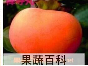 果蔬百科禅寺丸柿