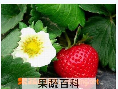 果蔬百科曹庵草莓