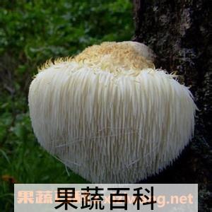 野生猴头菇