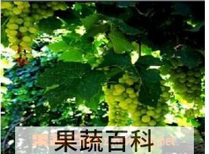 果蔬百科白羽葡萄