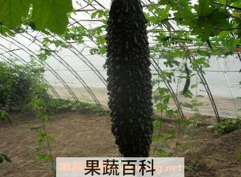 黑苦瓜的营养价值与功效