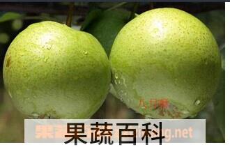 果蔬百科八月酥梨