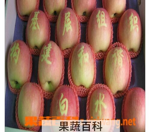 果蔬百科白水苹果