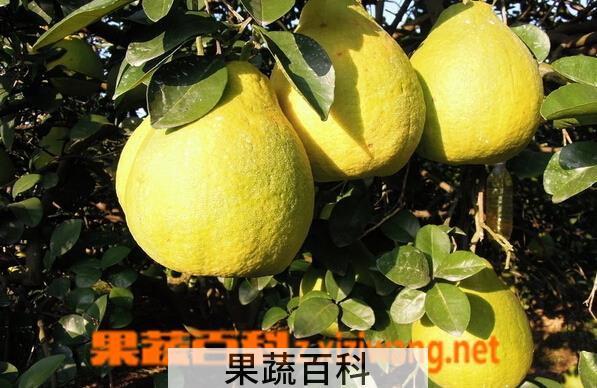 果蔬百科沙田柚