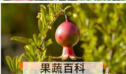 果蔬百科石榴
