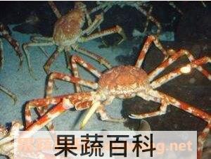 蜘蛛蟹