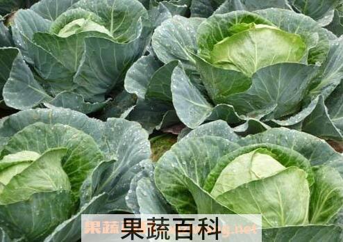 圆白菜的营养价值 