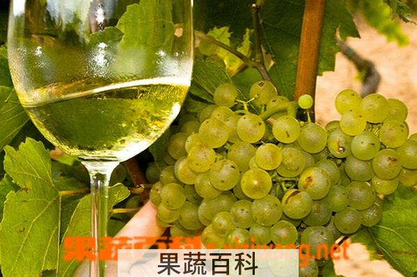 果蔬百科霞多丽