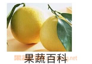 果蔬百科柚子