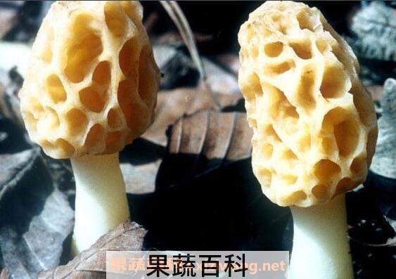 羊肚菇