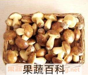 阳光菇