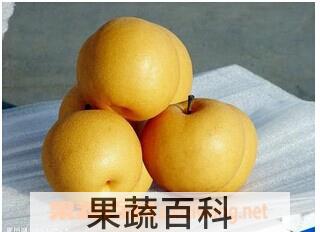 果蔬百科黄金梨