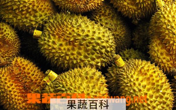 果蔬百科榴莲