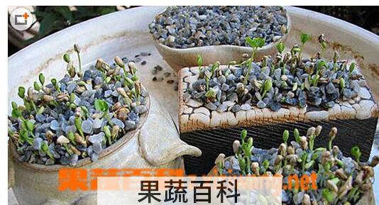 果蔬百科石榴种子