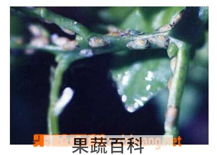果蔬百科柑橘木虱
