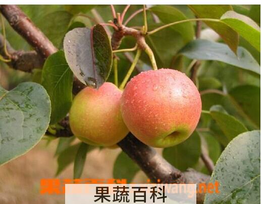 果蔬百科南国梨