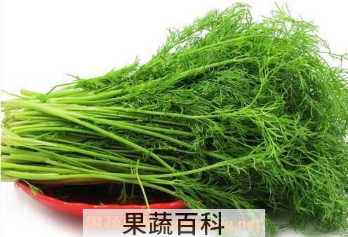 茴香苗的营养价值与吃法