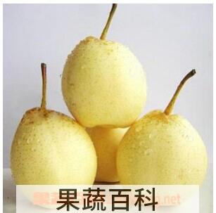 果蔬百科水晶梨