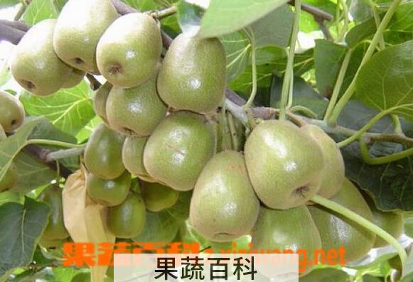 果蔬百科红阳猕猴桃