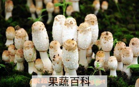 野生鸡腿菇