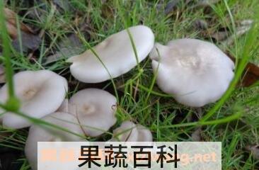 野生蘑菇