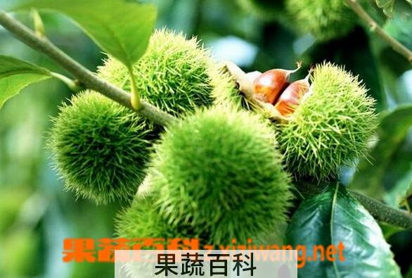 果蔬百科山毛榉
