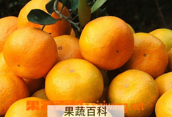 果蔬百科柑桔