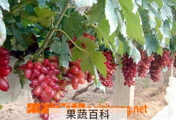 果蔬百科红乳葡萄