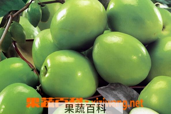 果蔬百科青枣