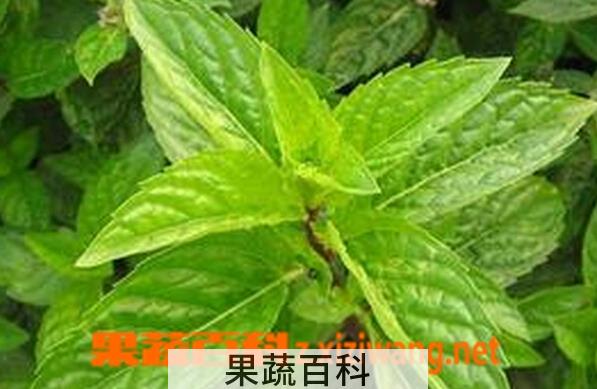 果蔬百科野薄荷