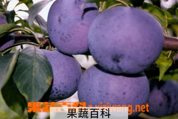 果蔬百科西洋李子