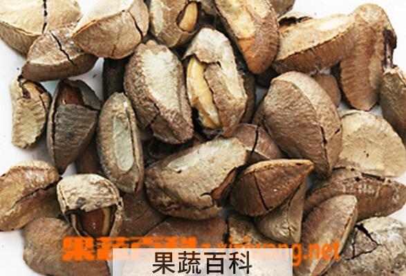 果蔬百科巴西栗